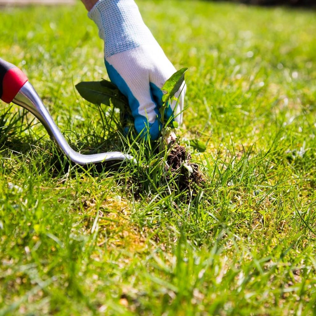 Guide on removing lawn weeds safely without harming grass for a healthy, pristine lawn