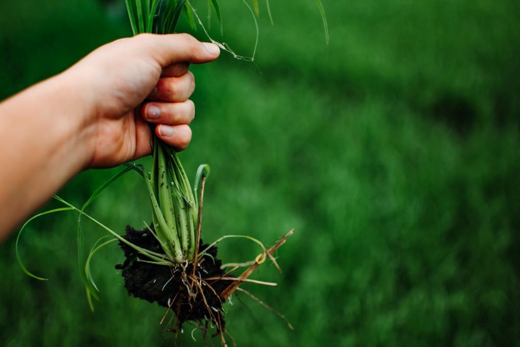 How to Get Rid of Lawn Weeds Without Killing the Grass: Your Complete Guide to a Pristine Lawn