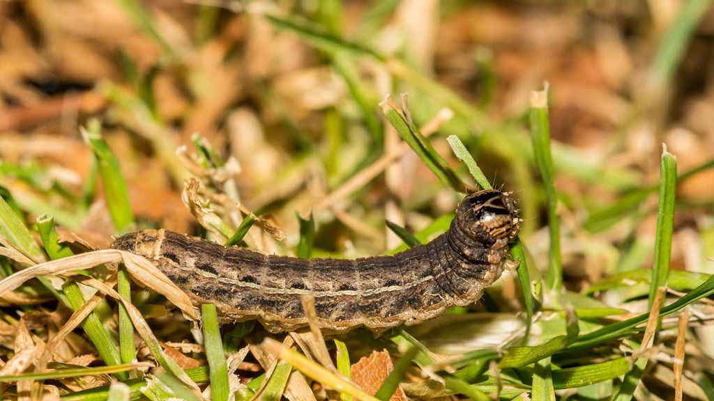 Close-up of common lawn-destroying insects on grass, helping homeowners identify early signs of lawn damage before it spreads