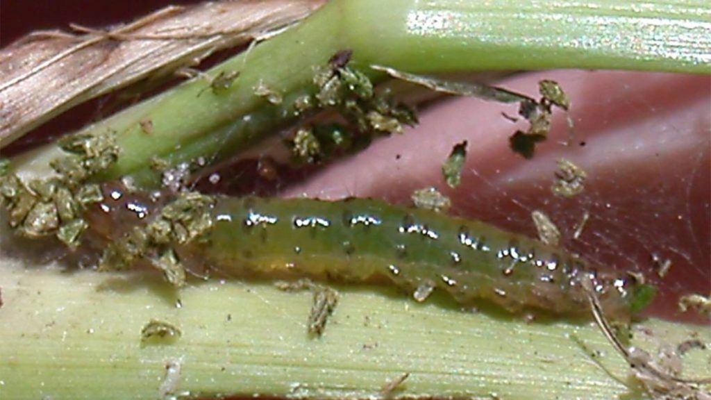 How to Spot Lawn-Destroying Insects Before It’s Too Late