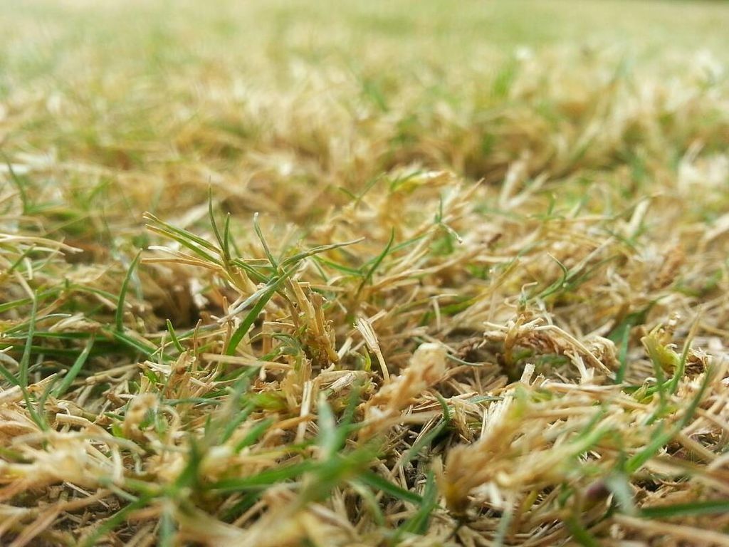 Close-up of a struggling lawn with patchy, yellowing grass, highlighting common lawn problems and underlying causes