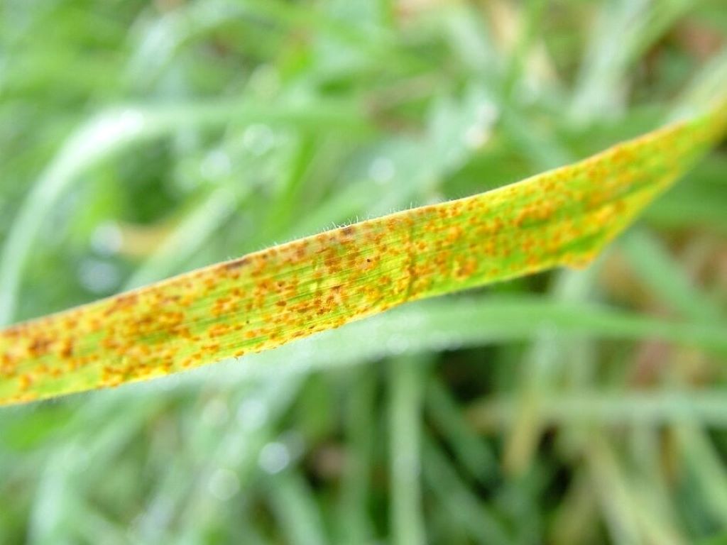 Close-up of a lawn with yellowing grass showing signs of stress, pests, or nutrient deficiency