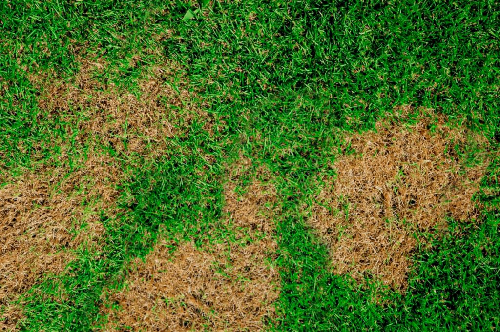 Bare Patches in Your Lawn? Here’s the Cure