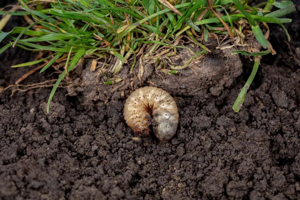 Grubs and Lawn Pests: Signs, Solutions, and Prevention