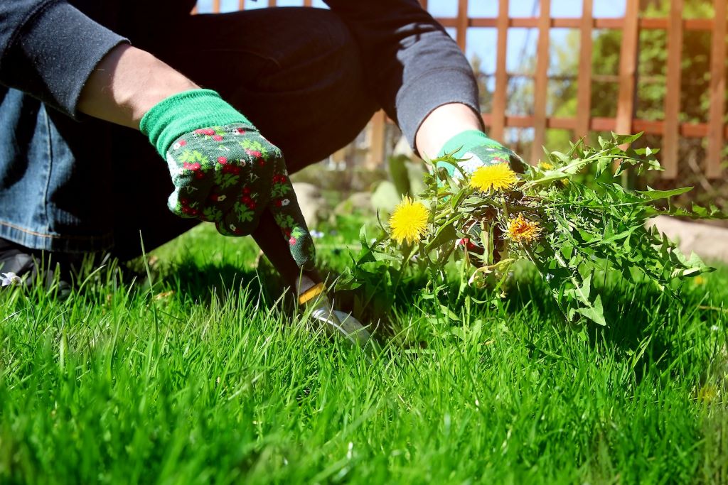 Lawn overrun with weeds and grass patches with text overlay reading 'Weeds Taking Over? Here’s How to Win the Battle