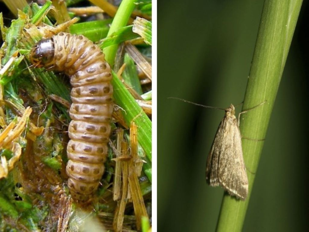Don’t Let Your Lawn Suffer: Spot and Solve These Issues Today