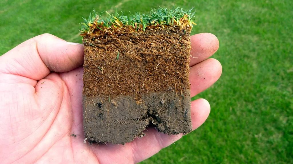 Thatch Buildup Could Be Killing Your Lawn — Here’s How to Remove It