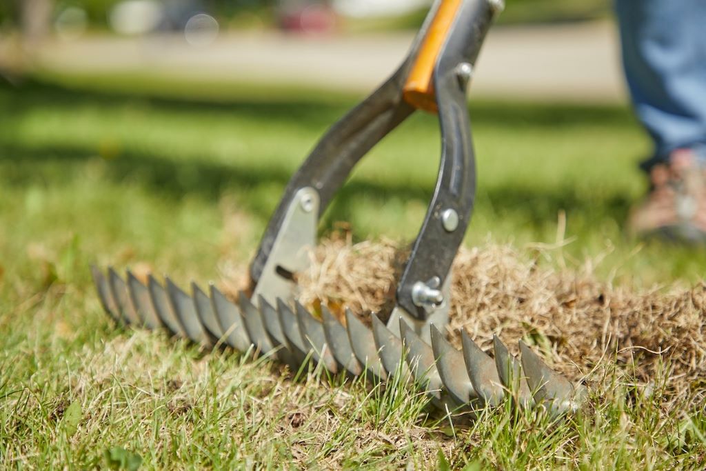 Close-up of a lawn showing thick thatch buildup between grass blades, with a gardener using a rake to remove it