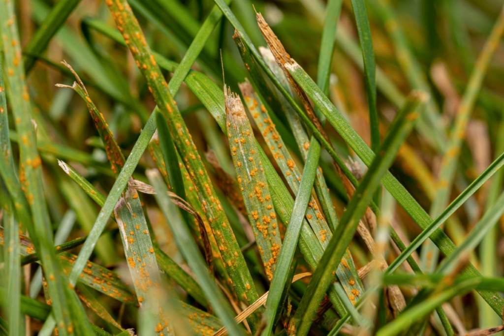 Close-up of brown patch fungus causing circular dead grass areas