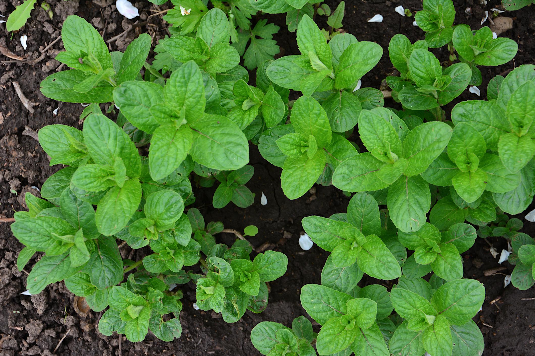 What Herbs Are Good for Vegetable Garden? A Complete Guide to Boosting Growth Naturally